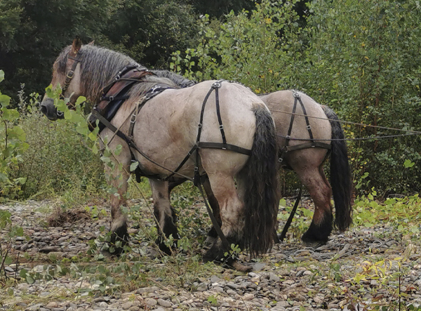 Débardage le 18/09/2021