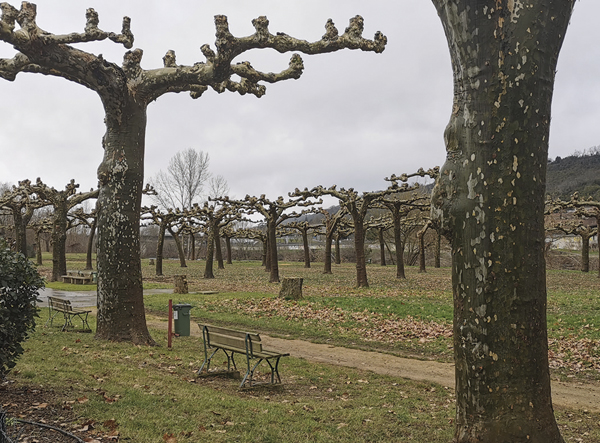 Elagage des arbres de l'esplanade